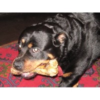 Paddy Paws Pet Sitting Buisness Whitehaven Cumbria Logo 