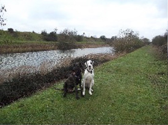 Bodie's Holiday Home For Dogs