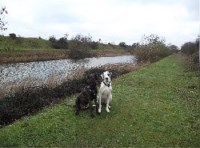 Bodie's Holiday Home For Dogs Wretton Norfolk Logo 