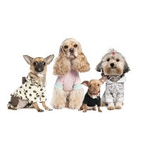 The Posh Dog Company Stanton In Peak Derbyshire Logo 