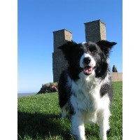 Towers Dog Training Herne Bay Kent Logo 