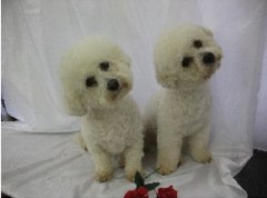 Rainbows Dog Grooming Wigan Lancashire Logo 