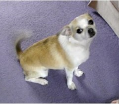 Pippi's Pet Grooming Bexhill On Sea East Sussex Logo 