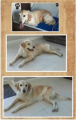 J P Dog Grooming Falmouth Cornwall Logo 