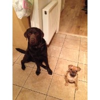 Happy Houndz Pet Service Stafford Staffordshire Logo 