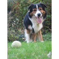 Walkalot Dogs Southampton Hampshire Logo 