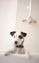 Dirty Paws Mobile Grooming Heathfield East Sussex Logo 