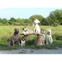 k9companion Eton Berkshire Logo 