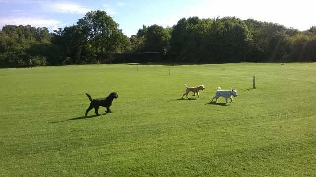 The Urban Dog Walker