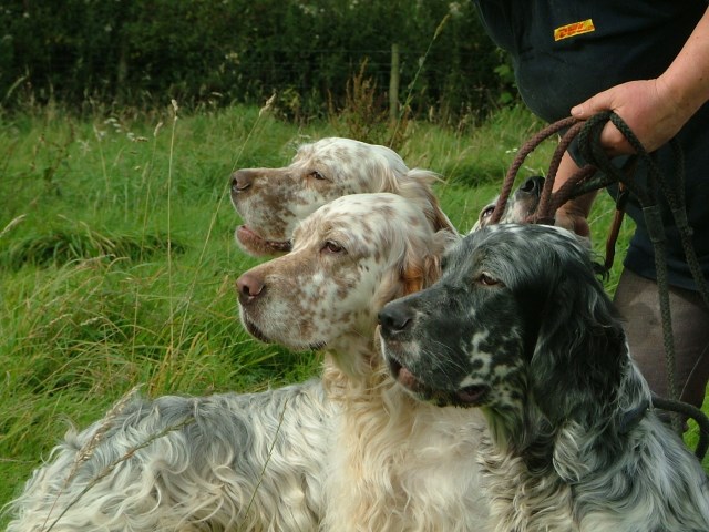 honeysuckle farm boarding kennels