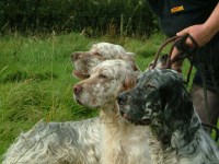 honeysuckle farm boarding kennels rodsley, ashbourne Derbyshire Logo 