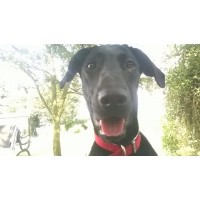 More Than Walks Broxted Essex Logo 