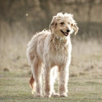 The Canine Crew Worthing West Sussex Logo 