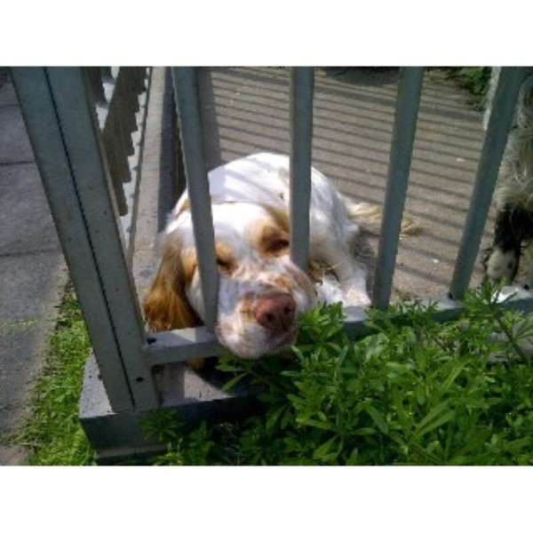 Lockey Farm Boarding Kennels