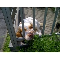 Lockey Farm Boarding Kennels Desford Leicestershire Logo 