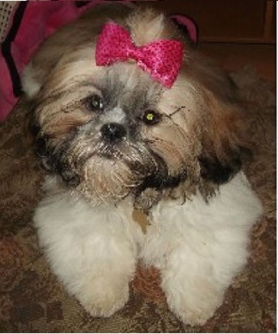 Carols Pampered Pooches