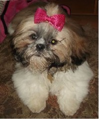 Carols Pampered Pooches Newton, Chester Cheshire Logo 