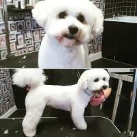 The Fur Dressers Golborne Lancashire Logo 