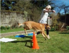 Training Tails Hawick Scottish Borders Logo 