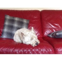 Carol Hall Dog Daycare and Home boarding Honiton Devon Logo 