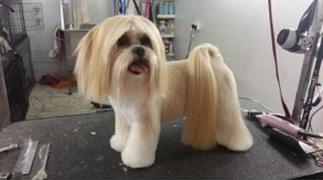 Pawfect Style Dog Grooming Salon
