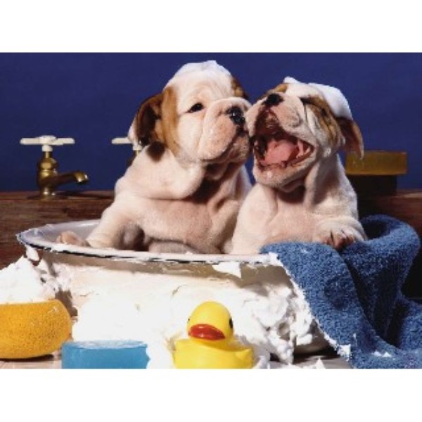 Dashing Dog Grooming Parlour