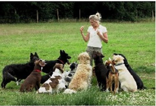 Training Cats And Dogs