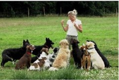 Training Cats And Dogs Bracknell Berkshire Logo 