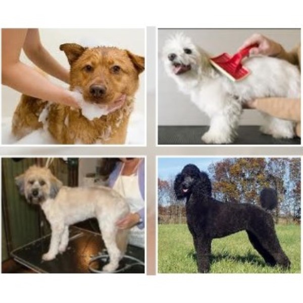 The Dog House Nantwich