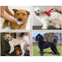 The Dog House Nantwich Nantwich Cheshire Logo 