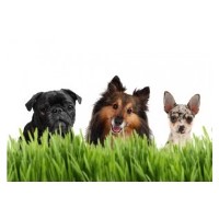 Furry Dogmother Wigan Lancashire Logo 