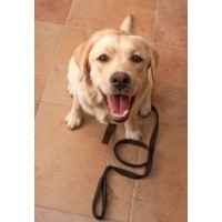 Tom & Toto Pet Care Wreningham Norfolk Logo 