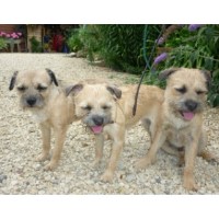 The Grooming Room Great Haseley, Nr, Thame Oxfordshire Logo 