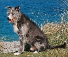 Bo's Place at Villalee Old Colwyn Conwy Logo 