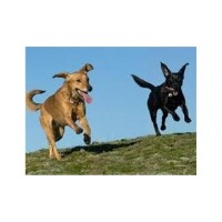 Friends for Petz Darlington Durham Logo 