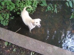 Dog Walkers Silchester, Reading Hampshire Logo 