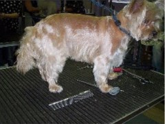 Cut Above The Rest Bushey Hertfordshire Logo 