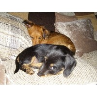 Making-tracks dog walking and pet sitting Duffield Derbyshire Logo 