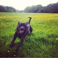 Dolittle's Dogs South Woodford Greater London Logo 