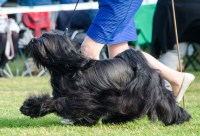 Khados Boarding Kennels Birmingham Worcestershire Logo 