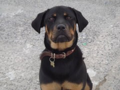 Carragh Cottage Dog Boarding Kennels BUSHMILLS Antrim Logo 