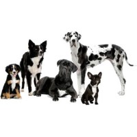 Barking Mad Dog Training School Biggleswade Bedfordshire Logo 