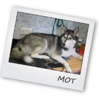 Safe as Hounds Thornborough Buckinghamshire Logo 