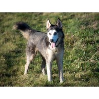 Muddy Paws Dog Training Academy Sandy Bedfordshire Logo 