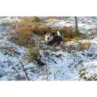 Humphreys House Watch Bedford Bedfordshire Logo 