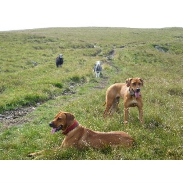 Dog Walking Fun-Times