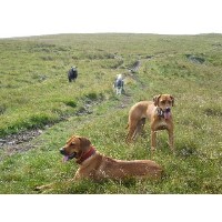 Dog Walking Fun-Times Barnoldswick Lancashire Logo 