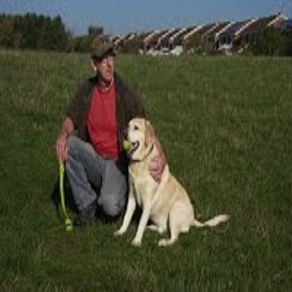 Chesterfield Dog Walking