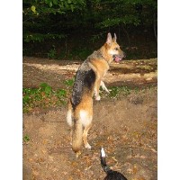 Pawfect-Pets Epping Essex Logo 