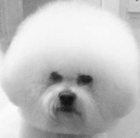 Hayley's Dog Grooming